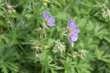 flower in the garden