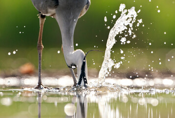 Blauwe Reiger, Grey Heron, Ardea cinerea