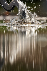 Blauwe Reiger, Grey Heron, Ardea cinerea