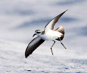 Bont Stormvogeltje, White-faced Storm-Petrel, Pelagodroma marina