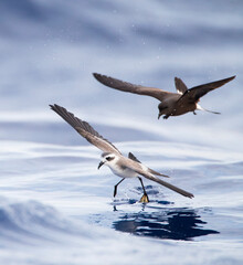 Fototapeta premium Bont Stormvogeltje, White-faced Storm-Petrel, Pelagodroma marina