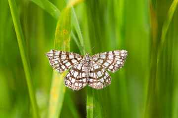The latticed heath (Chiasmia clathrata) is a moth of the family Geometridae. Close up on the beautiful checkered colors of Latticed Heath, Chiasmia clathrata on a green background