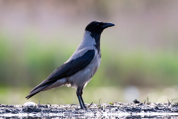 Bonte Kraai, Hooded Crow, Corvus cornix
