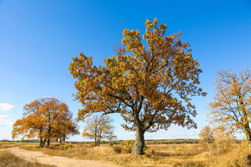 autumn oak on a background of blue sky in late autumn 
