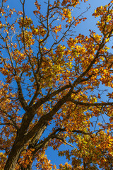 Fototapeta premium autumn oak on a background of blue sky in late autumn 