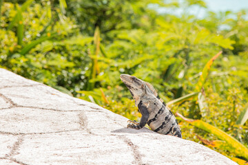 Iguana in Isla Mujeres enjoying the sun and the view of the ocean.