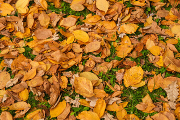 fallen autumn leaves on the grass