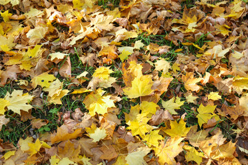 fallen autumn leaves on the grass