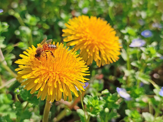 bee over the yellow flower