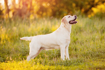 Active, smile and happy labrador yellow dog shows withers in park on sunset summer day
