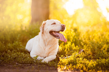 Active, smile and happy purebred labrador yellow dog walk in grass park on sunset summer day. Concept golden retriever relax of life adventure