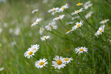Carpet of ox-eye daisy (Leucanthemum vulgare) flowers on a summer glade. Carpet of summer flowers...