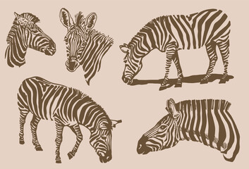 Sepia illustration,graphical vintage collection of zebras