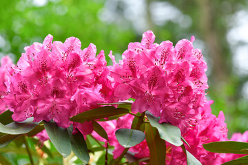 Azalea, rhododendron. Various colours of blooming flowers attract insects