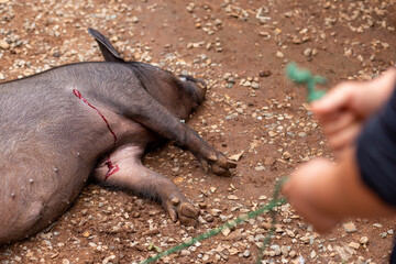The poor big fat boar was shot and bled. Wild animals caught by hunters Ideas to End Wild Hunting...