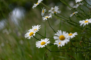 Carpet of ox-eye daisy (Leucanthemum vulgare) flowers on a summer glade. Carpet of summer flowers in the meadow. Mass flowering of Leucanthemum vulgare.