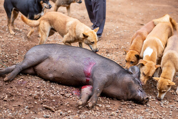 The poor boar was shot. The hunter's flock of dogs was swarming. Hunting methods of hill tribes in Thailand use dogs to help them hunt. The concept of stopping hunting and conservation of wildlife