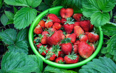 strawberries on a tree stump and in a bowl are environmentally friendly.