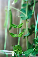Fototapeta na wymiar Pods of runner beans growing in garden, summer vegetable harvest