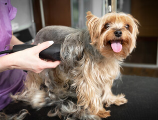 Animal groomer shaved dog with electric shaver machine in groomer cabinet at vet clinic.Take care...