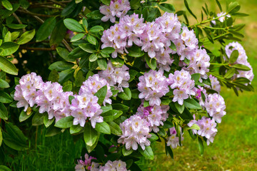Azalea, rhododendron. Various colours of blooming flowers attract insects