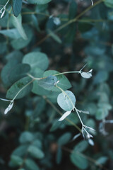 Eucalyptus blue leaves live growing bush in garden. Abstract eucalyptus background