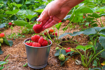 Red ripe juicy strawberries in the garden. Women's hands collect ripe strawberries in a bucket. Harvesting organic berries.