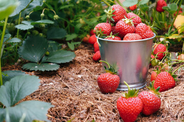 Red ripe juicy strawberries in a metal bucket in a mulched garden. Harvesting organic berries concept.