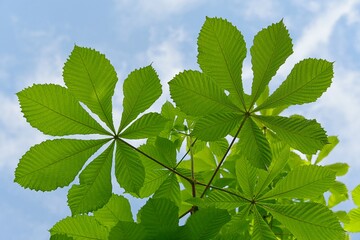 green chestnut leaves in springtime 