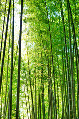 Fototapeta na wymiar Bamboo grove at Kodaiji Temple in Kyoto 京都 高台寺の竹林