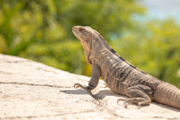 Iguana in Isla Mujeres enjoying the sun and the view of the ocean.