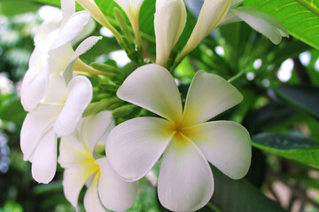 beautiful flower frangipani, white plumeria close-up. High quality photo