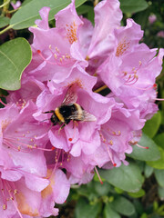 Bumblebee collects the nectar of blooming rhododendrons, summer time.