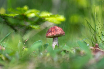 Edible mushroom orange birch bolete (Leccinum versipelle) in the natural environment, selective focus. Close up view of young orange birch bolete (Leccinum versipelle) mushroom growing in forest. 