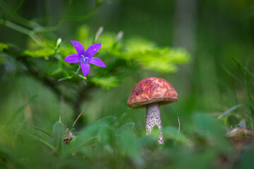 Edible mushroom orange birch bolete (Leccinum versipelle) in the natural environment, selective focus. Close up view of young orange birch bolete (Leccinum versipelle) mushroom growing in forest. 
