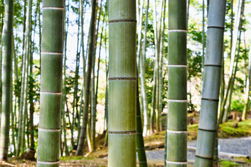 Fototapeta premium 京都 高台寺の日本的な美しい竹林（京都市京都府）Beautiful Japanese bamboo forest at Kodaiji Temple, Kyoto (Kyoto City, Japan)