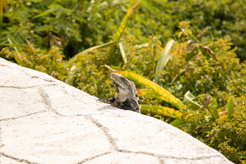 Iguana in Isla Mujeres enjoying the sun and the view of the ocean.