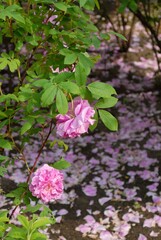 pink roses with petals on the ground
