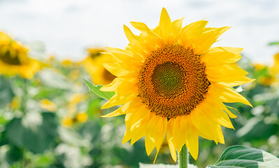Obraz premium Blooming sunflowers on the field