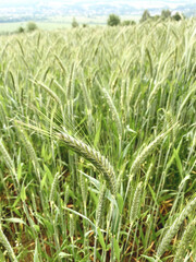 A field with young green wheat, close up of Wheat grass on field. Agriculture in Germany...