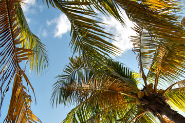 Close up of palm tree branches with coconuts in Cancun