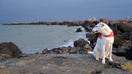 White mongrel dog sits and smiles on a pier with a lighthouse in Liepaja