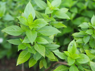 Fototapeta na wymiar fresh basil leaves