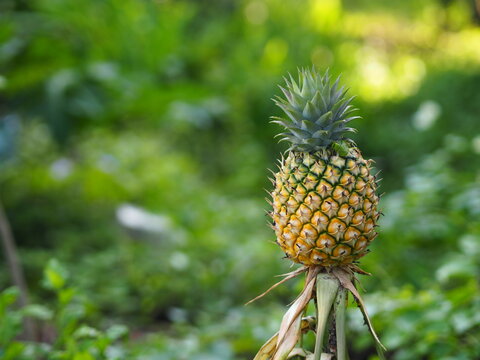 The pineapple tree is bearing fruit in on nature background