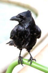 Black raven close up, bird watching