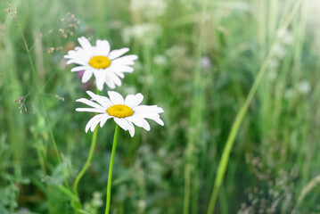 Blooming daisies among the green grass in the meadow in summer