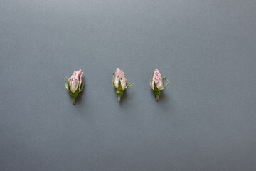 three withered and dusty pink rosebuds isolated on a paper background - obrazy, fototapety, plakaty