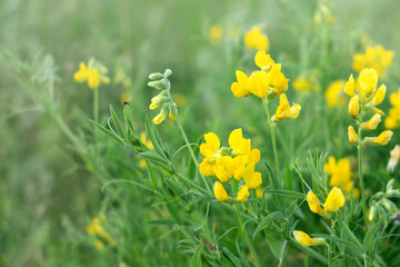 Blooming yellow Lathyrus pratensis wildflower among green grass in summer field