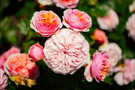 Creamy orange-pink Ali Mau Floribunda Rose flowers with strong peach and mango fragrance up to 100 petals.