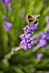 lavender flowers with bumbled bee - obrazy, fototapety, plakaty